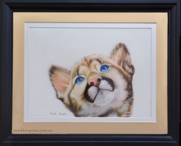 Cougar-cub-framed-DSC_3779