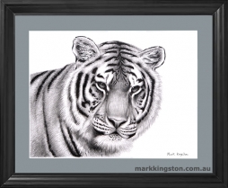 Framed-Tiger-Portrait-Drawing-19th-Feb-2020-copy