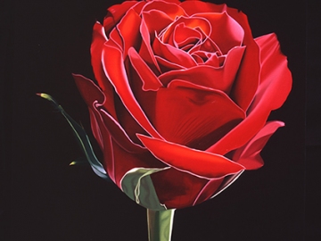 Red-rose-dec-2019