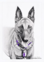 Dizzy-Pet-Portrait-June-31st-2022
