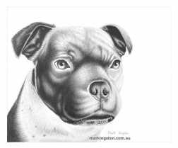 Moose-Pet-Portrait-by-Mark-Kingston