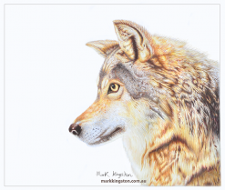 Wolf-in-coloured-pencil-Nov-2020-v2-cropped-DSC_0252