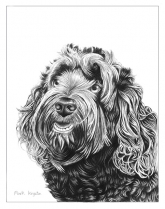 Ziggy-By-Mark-Kingston-2223