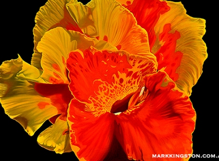 Canna flower 72dpi 6th March 2014 copy