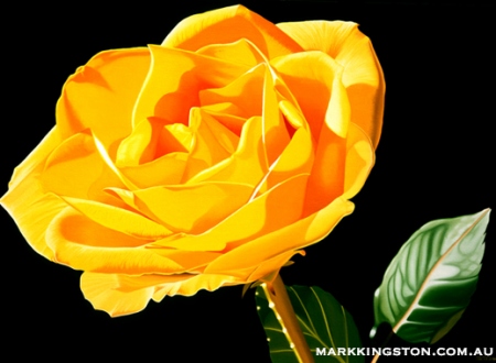 yellow rose 6th March 2014 72dpi copy